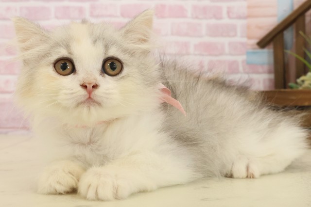 大分県のミヌエット (Coo&RIKU大分店/2025年8月16日生まれ/女の子/ダイリュートキャリコ)の子猫の3枚目の画像