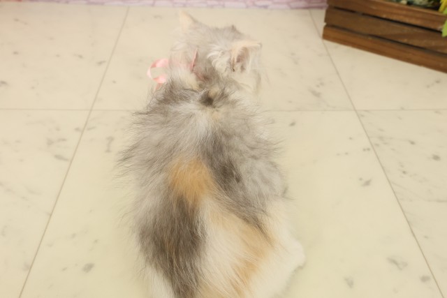 大分県のミヌエット (Coo&RIKU大分店/2025年8月16日生まれ/女の子/ダイリュートキャリコ)の子猫の4枚目の画像