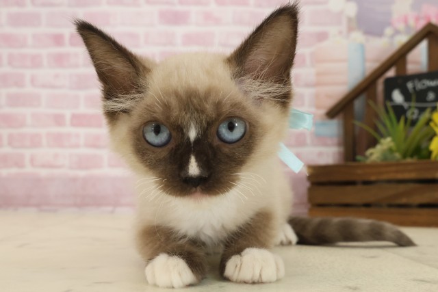 香川県のラグドール (Coo&RIKU高松上福岡店/2025年8月12日生まれ/男の子/シールポイントミテッド)の子猫の1枚目の画像