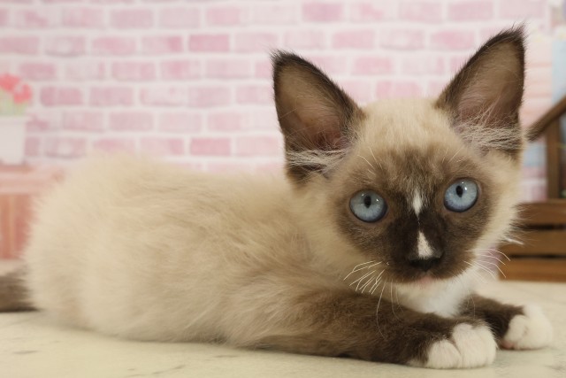 香川県のラグドール (Coo&RIKU高松上福岡店/2025年8月12日生まれ/男の子/シールポイントミテッド)の子猫の2枚目の画像