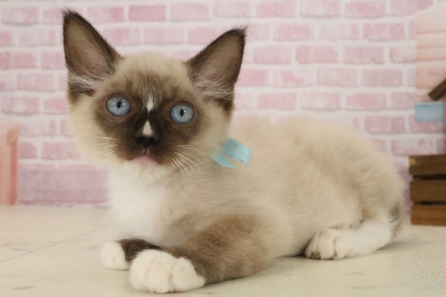 香川県のラグドール (Coo&RIKU高松上福岡店/2025年8月12日生まれ/男の子/シールポイントミテッド)の子猫の3枚目の画像