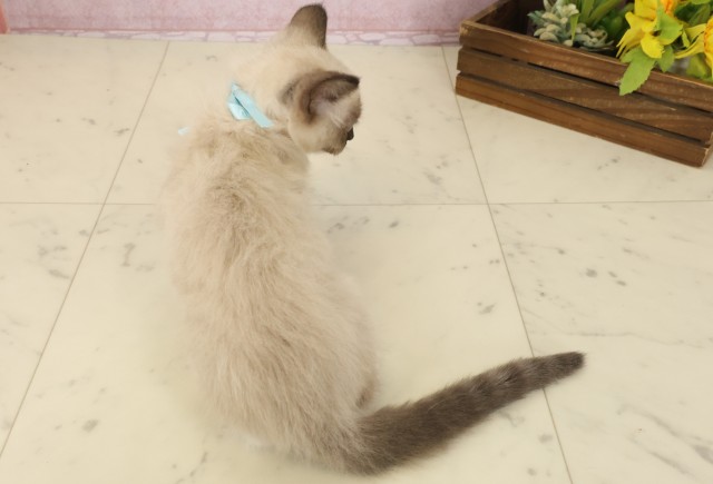 香川県のラグドール (Coo&RIKU高松上福岡店/2025年8月12日生まれ/男の子/シールポイントミテッド)の子猫の4枚目の画像