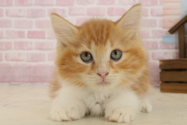 福岡県のマンチカン (Coo&RIKU黒崎店/2025年9月1日生まれ/男の子/レッドタビーホワイト)の子猫の1枚目の画像