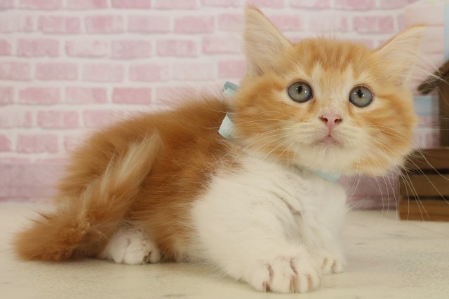 福岡県のマンチカン (Coo&RIKU黒崎店/2025年9月1日生まれ/男の子/レッドタビーホワイト)の子猫の2枚目の画像