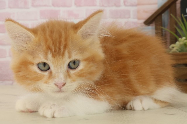 福岡県のマンチカン (Coo&RIKU黒崎店/2025年9月1日生まれ/男の子/レッドタビーホワイト)の子猫の3枚目の画像