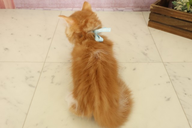 福岡県のマンチカン (Coo&RIKU黒崎店/2025年9月1日生まれ/男の子/レッドタビーホワイト)の子猫の4枚目の画像