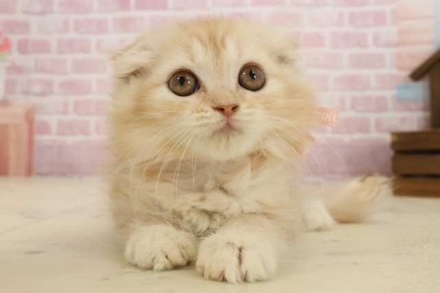 福岡県のスコティッシュフォールド (Coo&RIKU福岡西店/2025年8月26日生まれ/女の子/クリームタビーホワイト)の子猫の1枚目の画像