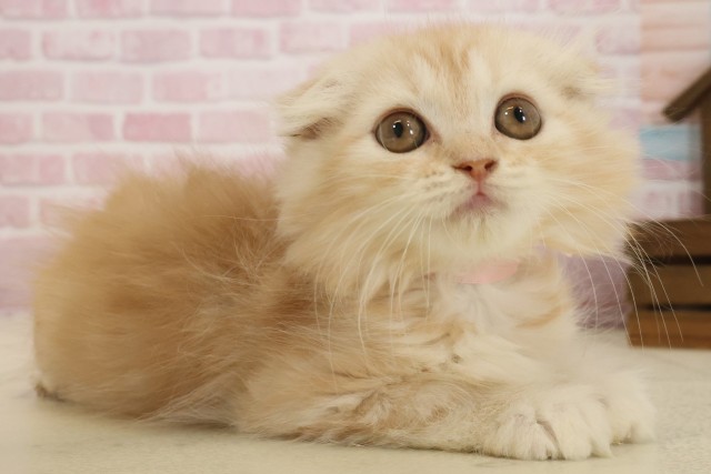 福岡県のスコティッシュフォールド (Coo&RIKU福岡西店/2025年8月26日生まれ/女の子/クリームタビーホワイト)の子猫の2枚目の画像