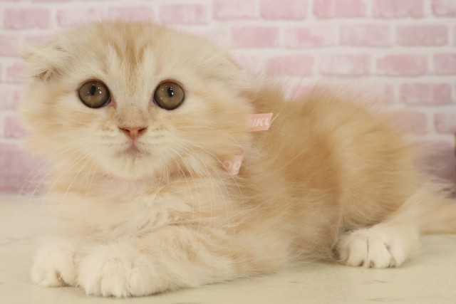 福岡県のスコティッシュフォールド (Coo&RIKU福岡西店/2025年8月26日生まれ/女の子/クリームタビーホワイト)の子猫の3枚目の画像