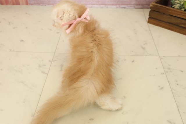 福岡県のスコティッシュフォールド (Coo&RIKU福岡西店/2025年8月26日生まれ/女の子/クリームタビーホワイト)の子猫の4枚目の画像