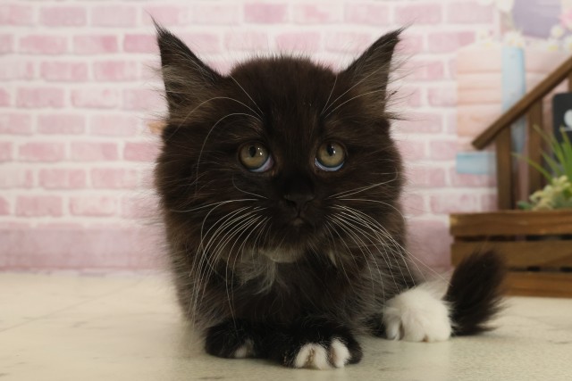 福岡県のミヌエット (Coo&RIKU福岡東店/2025年9月13日生まれ/女の子/ブラックホワイト)の子猫の1枚目の画像