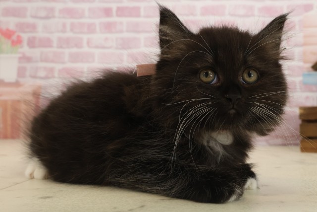 福岡県のミヌエット (Coo&RIKU福岡東店/2025年9月13日生まれ/女の子/ブラックホワイト)の子猫の2枚目の画像