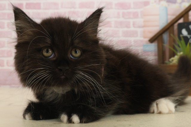 福岡県のミヌエット (Coo&RIKU福岡東店/2025年9月13日生まれ/女の子/ブラックホワイト)の子猫の3枚目の画像