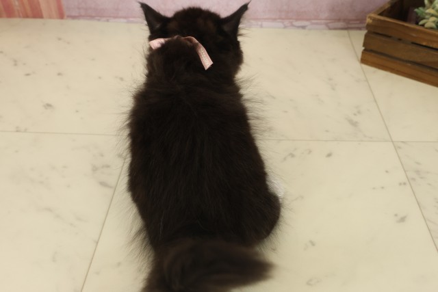 福岡県のミヌエット (Coo&RIKU福岡東店/2025年9月13日生まれ/女の子/ブラックホワイト)の子猫の4枚目の画像