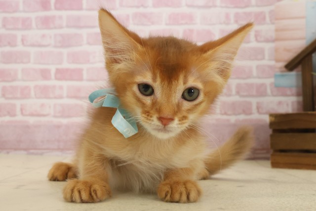 福岡県のソマリ (Coo&RIKUゆめタウン飯塚店/2025年8月27日生まれ/男の子/レッド)の子猫の1枚目の画像