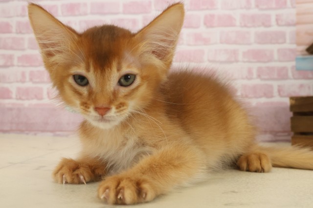 福岡県のソマリ (Coo&RIKUゆめタウン飯塚店/2025年8月27日生まれ/男の子/レッド)の子猫の3枚目の画像