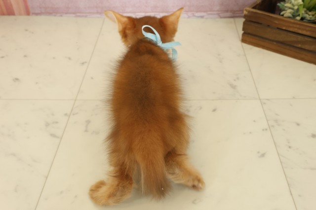 福岡県のソマリ (Coo&RIKUゆめタウン飯塚店/2025年8月27日生まれ/男の子/レッド)の子猫の4枚目の画像