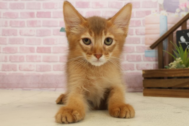 広島県のソマリ (Coo&RIKU広島中央店/2025年8月27日生まれ/男の子/レッド)の子猫の1枚目の画像