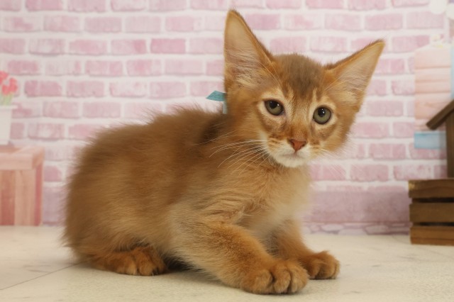 広島県のソマリ (Coo&RIKU広島中央店/2025年8月27日生まれ/男の子/レッド)の子猫の2枚目の画像