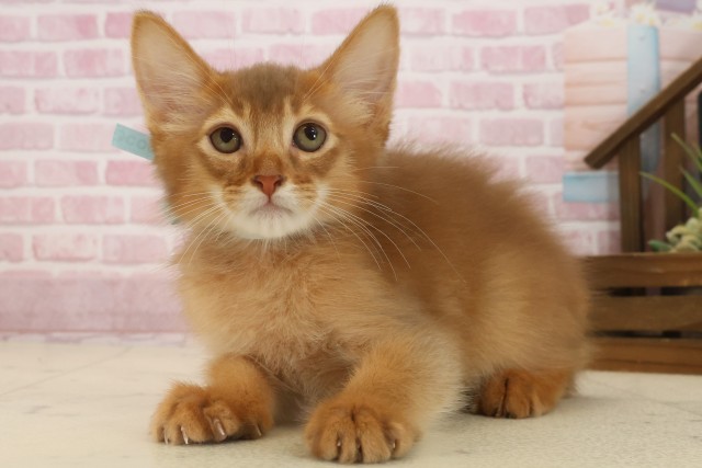 広島県のソマリ (Coo&RIKU広島中央店/2025年8月27日生まれ/男の子/レッド)の子猫の3枚目の画像