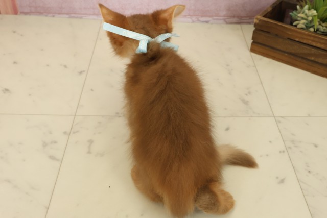 広島県のソマリ (Coo&RIKU広島中央店/2025年8月27日生まれ/男の子/レッド)の子猫の4枚目の画像