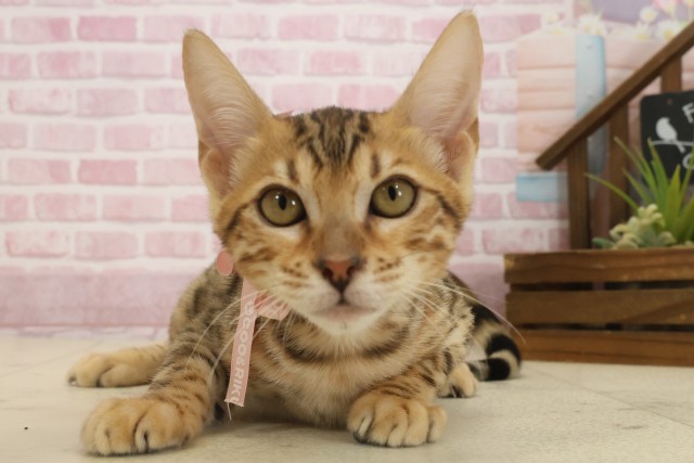 広島県のベンガル (Coo&RIKU福山店/2025年8月13日生まれ/女の子/ブラウンスポットタビー)の子猫の1枚目の画像
