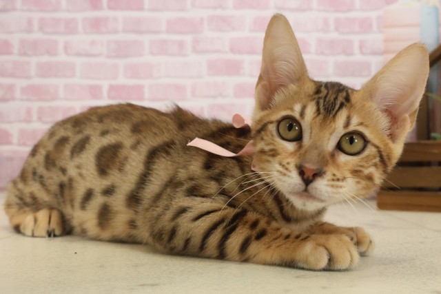 広島県のベンガル (Coo&RIKU福山店/2025年8月13日生まれ/女の子/ブラウンスポットタビー)の子猫の2枚目の画像