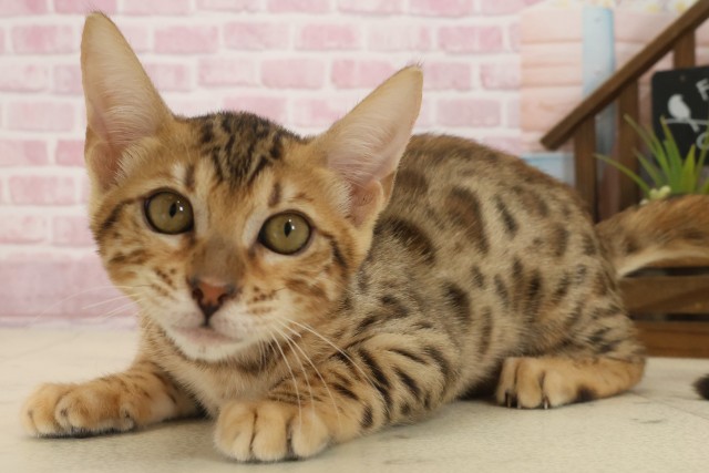 広島県のベンガル (Coo&RIKU福山店/2025年8月13日生まれ/女の子/ブラウンスポットタビー)の子猫の3枚目の画像