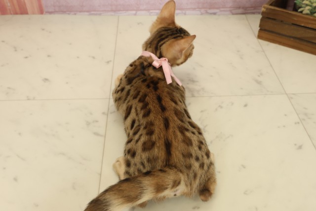 広島県のベンガル (Coo&RIKU福山店/2025年8月13日生まれ/女の子/ブラウンスポットタビー)の子猫の4枚目の画像