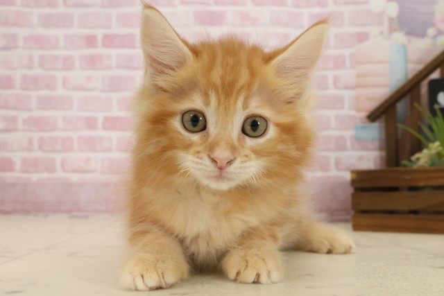 福岡県のサイベリアン (Coo&RIKUゆめタウン飯塚店/2025年9月8日生まれ/男の子/レッドタビー)の子猫の1枚目の画像