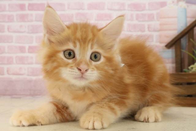 福岡県のサイベリアン (Coo&RIKUゆめタウン飯塚店/2025年9月8日生まれ/男の子/レッドタビー)の子猫の3枚目の画像