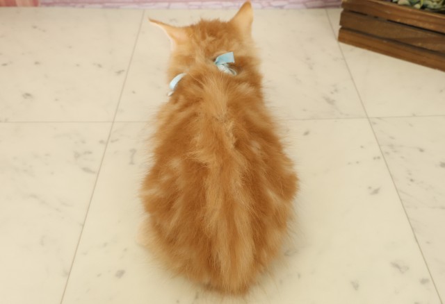 福岡県のサイベリアン (Coo&RIKUゆめタウン飯塚店/2025年9月8日生まれ/男の子/レッドタビー)の子猫の4枚目の画像