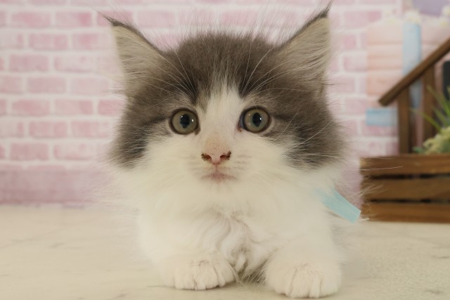 ノルウェージャン・フォレストキャット