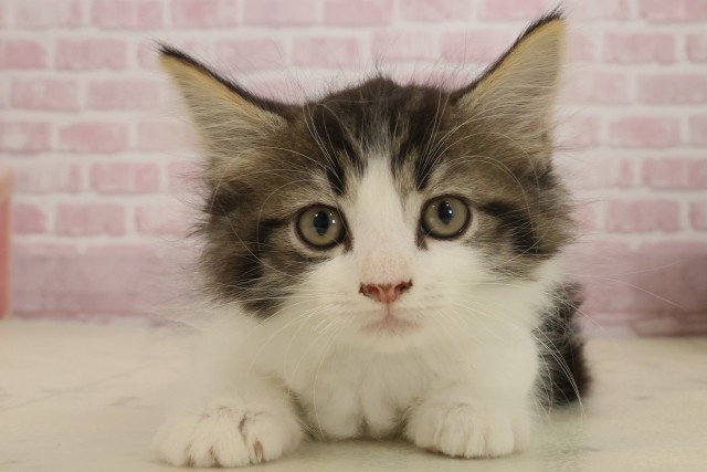 ノルウェージャン・フォレストキャット