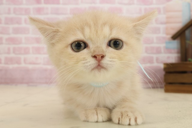 福岡県のエキゾチック (Coo&RIKU福岡東店/2025年9月2日生まれ/男の子/クリームタビー)の子猫の1枚目の画像