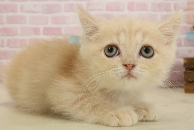 福岡県のエキゾチック (Coo&RIKU福岡東店/2025年9月2日生まれ/男の子/クリームタビー)の子猫の2枚目の画像