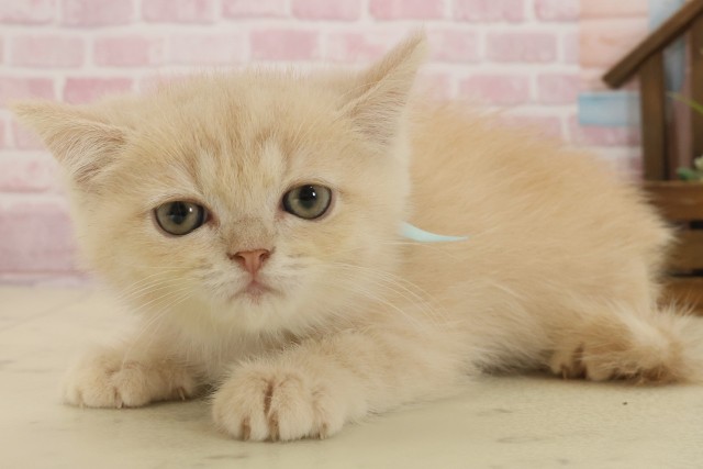 福岡県のエキゾチック (Coo&RIKU福岡東店/2025年9月2日生まれ/男の子/クリームタビー)の子猫の3枚目の画像