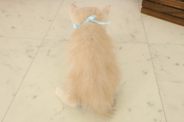福岡県のエキゾチック (Coo&RIKU福岡東店/2025年9月2日生まれ/男の子/クリームタビー)の子猫の4枚目の画像