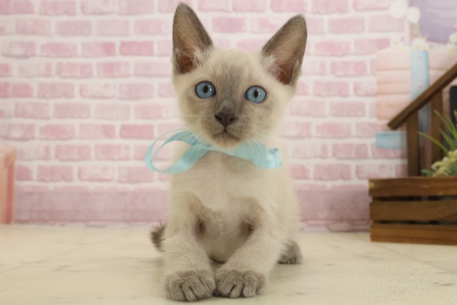 鹿児島県のトンキニーズ (Coo&RIKU鹿児島店/2025年9月9日生まれ/男の子/ナチュラルミンク)の子猫の1枚目の画像