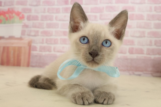 鹿児島県のトンキニーズ (Coo&RIKU鹿児島店/2025年9月9日生まれ/男の子/ナチュラルミンク)の子猫の2枚目の画像