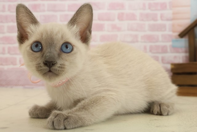 熊本県のトンキニーズ (Coo&RIKU熊本店/2025年9月9日生まれ/女の子/ナチュラルミンク)の子猫の3枚目の画像