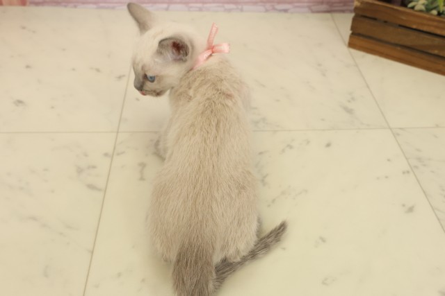 熊本県のトンキニーズ (Coo&RIKU熊本店/2025年9月9日生まれ/女の子/ナチュラルミンク)の子猫の4枚目の画像