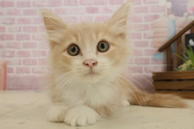 ノルウェージャン・フォレストキャット