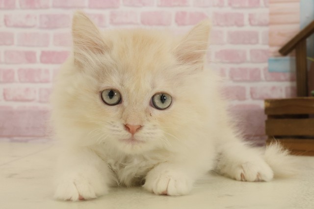 鹿児島県のサイベリアン (Coo&RIKU鹿屋店/2025年8月19日生まれ/男の子/クリームタビーホワイト)の子猫の1枚目の画像