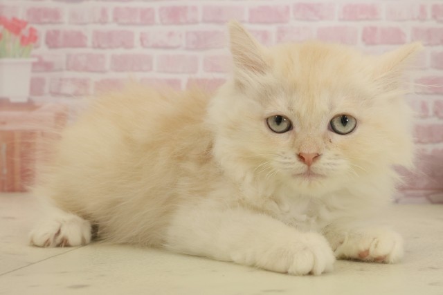 鹿児島県のサイベリアン (Coo&RIKU鹿屋店/2025年8月19日生まれ/男の子/クリームタビーホワイト)の子猫の2枚目の画像