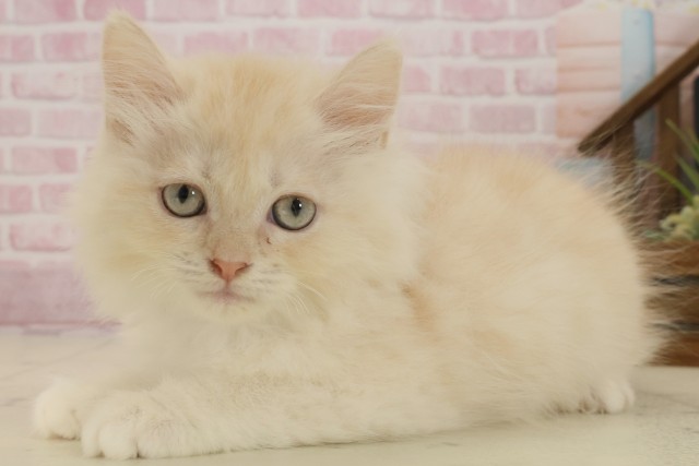 鹿児島県のサイベリアン (Coo&RIKU鹿屋店/2025年8月19日生まれ/男の子/クリームタビーホワイト)の子猫の3枚目の画像