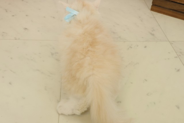 鹿児島県のサイベリアン (Coo&RIKU鹿屋店/2025年8月19日生まれ/男の子/クリームタビーホワイト)の子猫の4枚目の画像