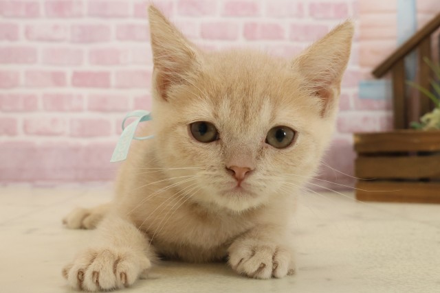 高知県のブリティッシュショートヘアー (Coo&RIKU高知御座店/2025年8月26日生まれ/男の子/クリームタビー)の子猫