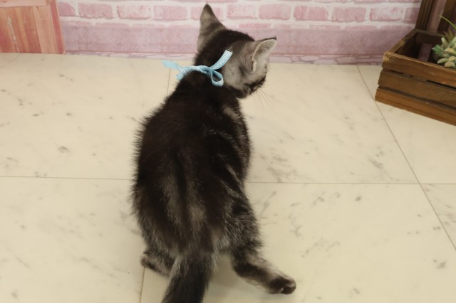 長崎県のアメリカンショートヘアー (Coo&RIKU長崎浜町店/2025年8月24日生まれ/男の子/シルバータビー)の子猫の4枚目の画像