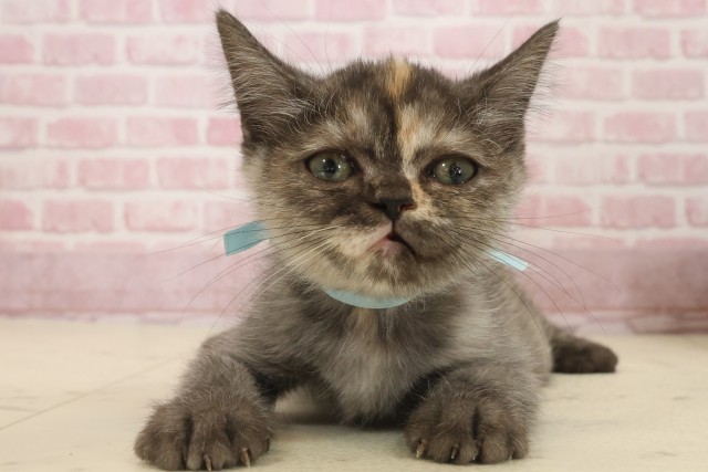 山口県のフォールデックス (Coo&RIKUサンパークあじす店/2025年8月20日生まれ/女の子/トーティーシェル)の子猫の1枚目の画像